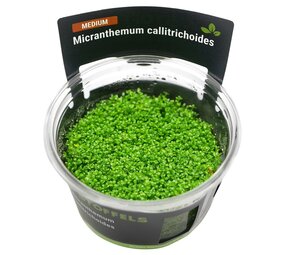 Waterplant Micranthemum Calitrichoides in-vitro