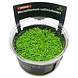 Wasserpflanze Micranthemum Calitrichoides in-vitro Wasserpflanze Micranthemum Calitrichoides in-vitro