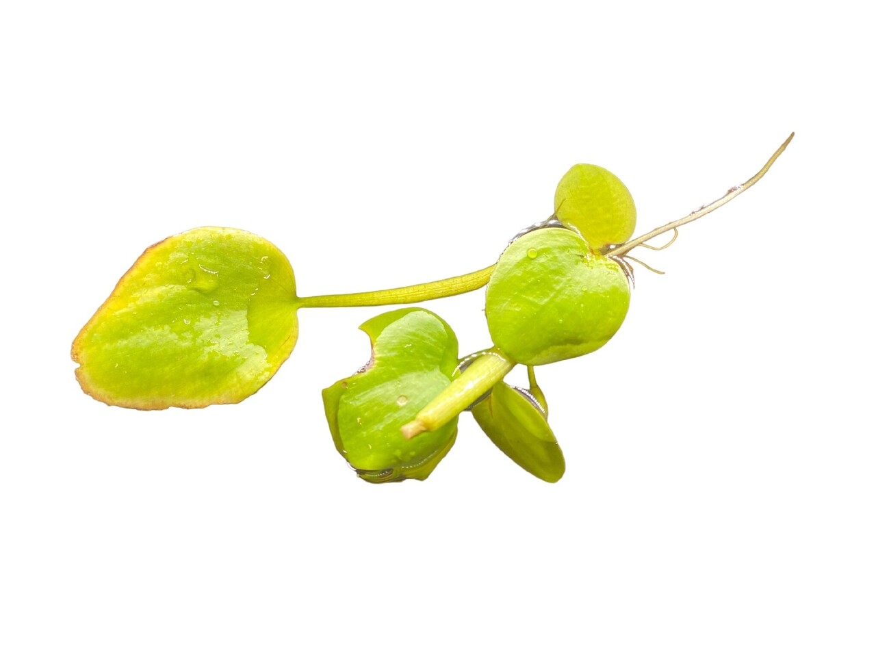 Waterplant Limnobium Laevigatum 2 Stk. Schwimmpflanze