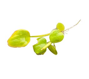 Waterplant Limnobium Laevigatum 2 Stk. Schwimmpflanze