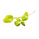 Wasserpflanze Limnobium Laevigatum 2 Stk. Schwimmpflanze Wasserpflanze Limnobium Laevigatum 2 Stk. Schwimmpflanze