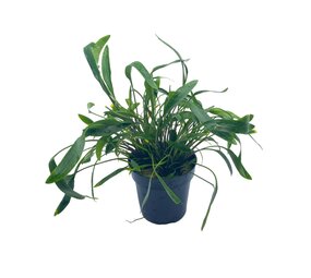 Wasserpflanze Cryptocoryne XL - Extra Groß