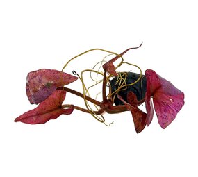 Waterplant Nymphaea Lotus 'Red' Knolle