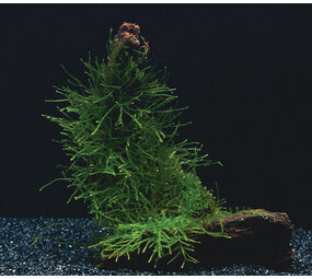 Waterplant Vesicularia Dubyana Box 250ml