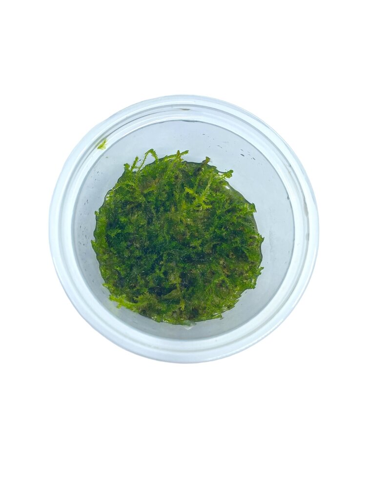 Wasserpflanze Vesicularia Montagnei 'Christmas Moss' in-vitro