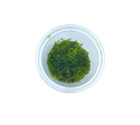 Wasserpflanze Vesicularia Montagnei 'Christmas Moss' in-vitro