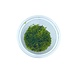 Wasserpflanze Vesicularia Montagnei 'Christmas Moss' in-vitro