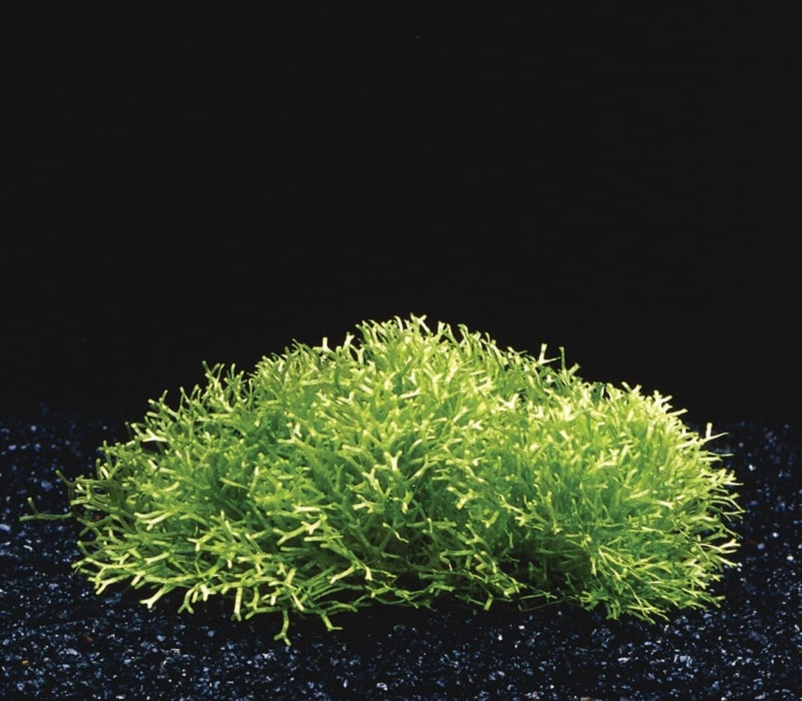 Wasserpflanze Riccia Fluitans in-vitro Wasserpflanze Riccia Fluitans in-vitro