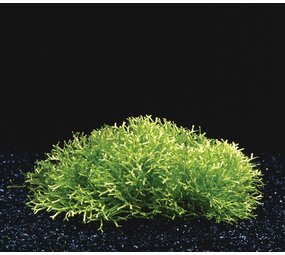 Waterplant Riccia Fluitans in-vitro