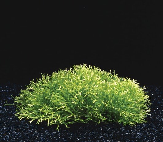 Wasserpflanze Riccia Fluitans in-vitro Wasserpflanze Riccia Fluitans in-vitro