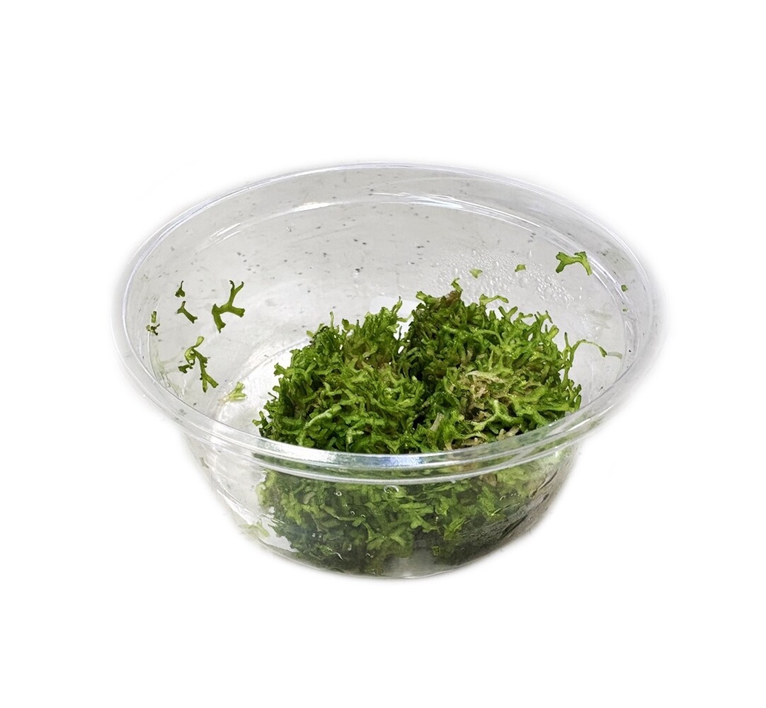 Waterplant Riccia Fluitans in-vitro Waterplant Riccia Fluitans in-vitro