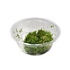 Wasserpflanze Riccia Fluitans in-vitro Wasserpflanze Riccia Fluitans in-vitro