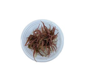 Waterplant Cryptocoryne Wendtii ‘Fancy Pink’ in-vitro Waterplant Cryptocoryne Wendtii ‘Fancy Pink’ in-vitro