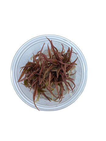 Waterplant Cryptocoryne Wendtii ‘Fancy Pink’ in-vitro Waterplant Cryptocoryne Wendtii ‘Fancy Pink’ in-vitro