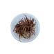 Wasserpflanze Cryptocoryne Wendtii ‘Fancy Pink’ in-vitro Wasserpflanze Cryptocoryne Wendtii ‘Fancy Pink’ in-vitro