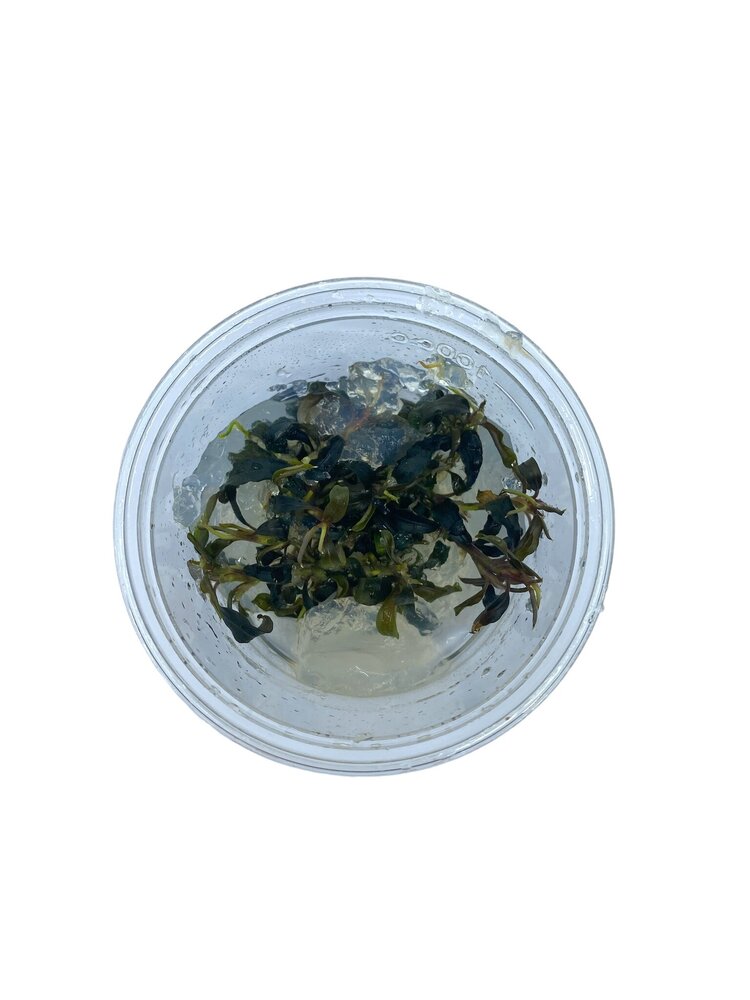 Waterplant Bucephalandra sp. 'Kedagang' in-vitro