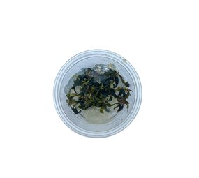 Wasserpflanze Bucephalandra sp. 'Kedagang' in-vitro