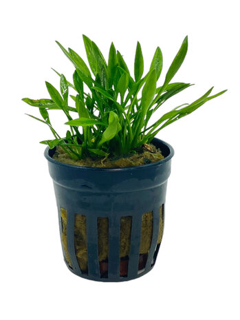 Wasserpflanze Cryptocoryne Parva 5 cm im Topf