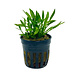 Wasserpflanze Cryptocoryne Parva 5 cm im Topf