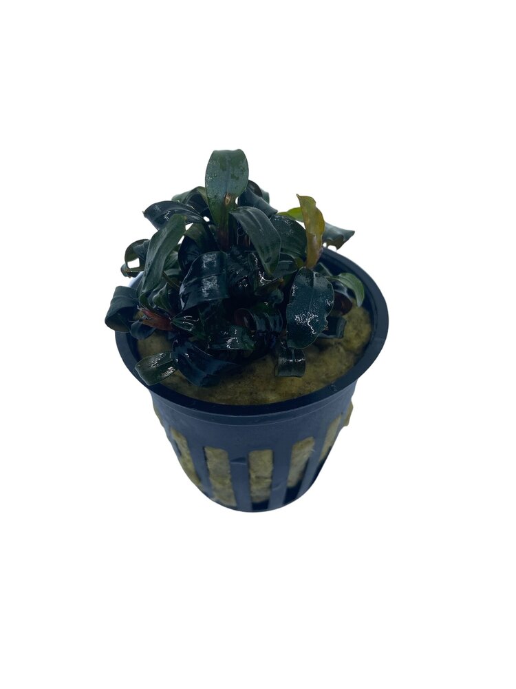 Wasserpflanze Bucephalandra Brownie 'Ghost Ulu Kapus' im Topf