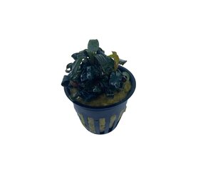 Wasserpflanze Bucephalandra Brownie 'Ghost Ulu Kapus' im Topf