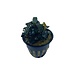 Wasserpflanze Bucephalandra Brownie 'Ghost Ulu Kapus' im Topf