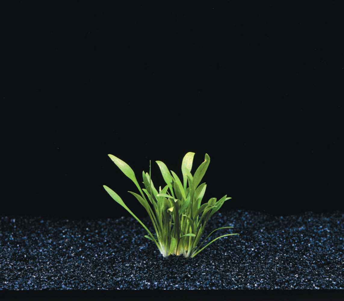 Wasserpflanze Cryptocoryne Parva 5 cm im Topf