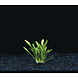 Wasserpflanze Cryptocoryne Parva 5 cm im Topf
