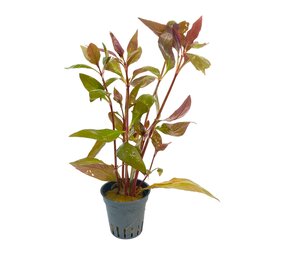 Waterplant Alternanthera Reineckii Lila im Topf