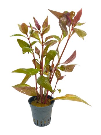 Waterplant Alternanthera Reineckii Lila im Topf