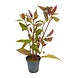 Waterplant Alternanthera Reineckii Lila im Topf