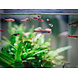 Superfish Aquarium Quadro 70 Pro Schwarz