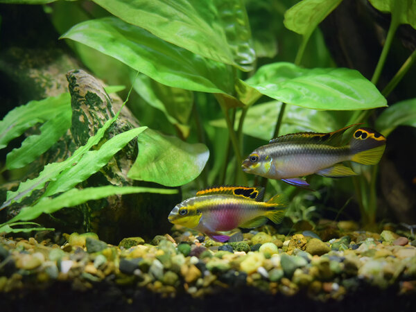 Superfish Aquarium Quadro 70 Pro Weiß Superfish Aquarium Quadro 70 Pro Weiß