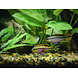 Superfish Aquarium Quadro 70 Pro Weiß Superfish Aquarium Quadro 70 Pro Weiß