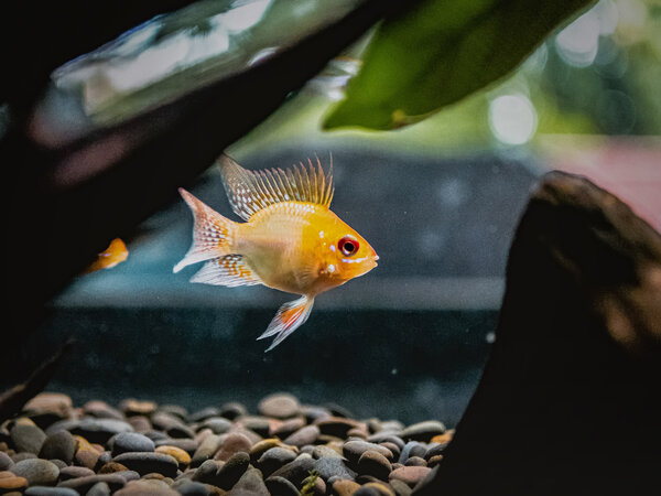 Superfish Aquarium Quadro 40 Pro Schwarz Superfish Aquarium Quadro 40 Pro Schwarz