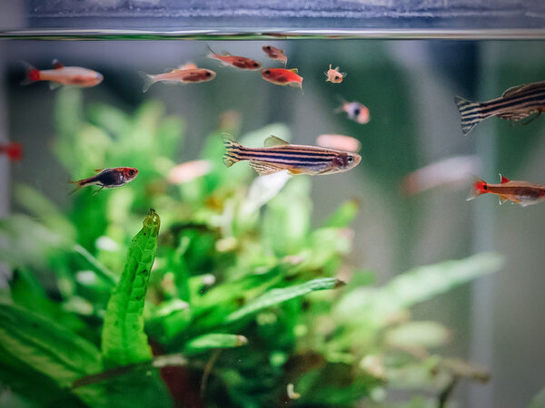 Superfish Aquarium Quadro 40 Pro Weiß Superfish Aquarium Quadro 40 Pro Weiß