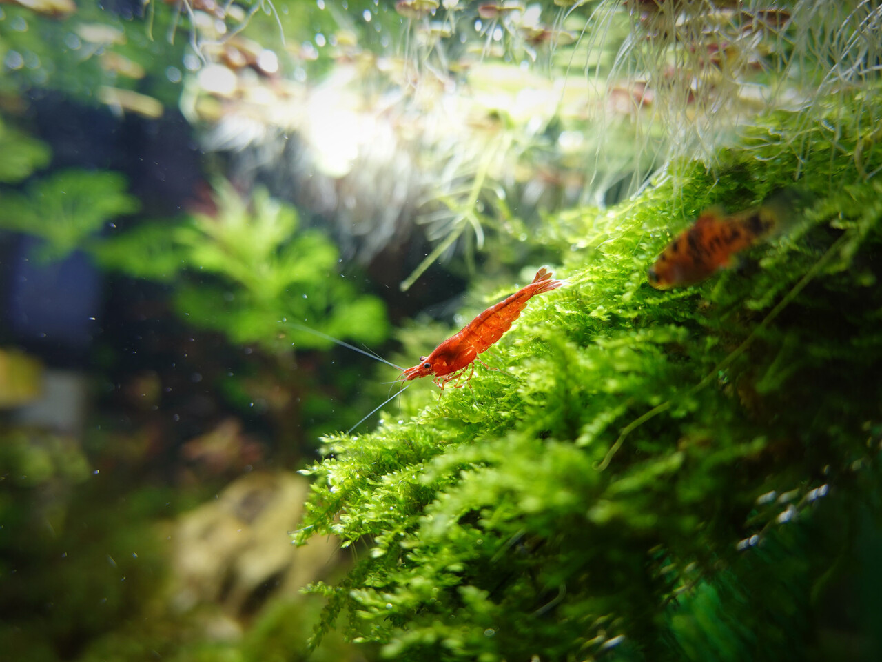 Superfish Aquarium Quadro 40 Pro Weiß Superfish Aquarium Quadro 40 Pro Weiß