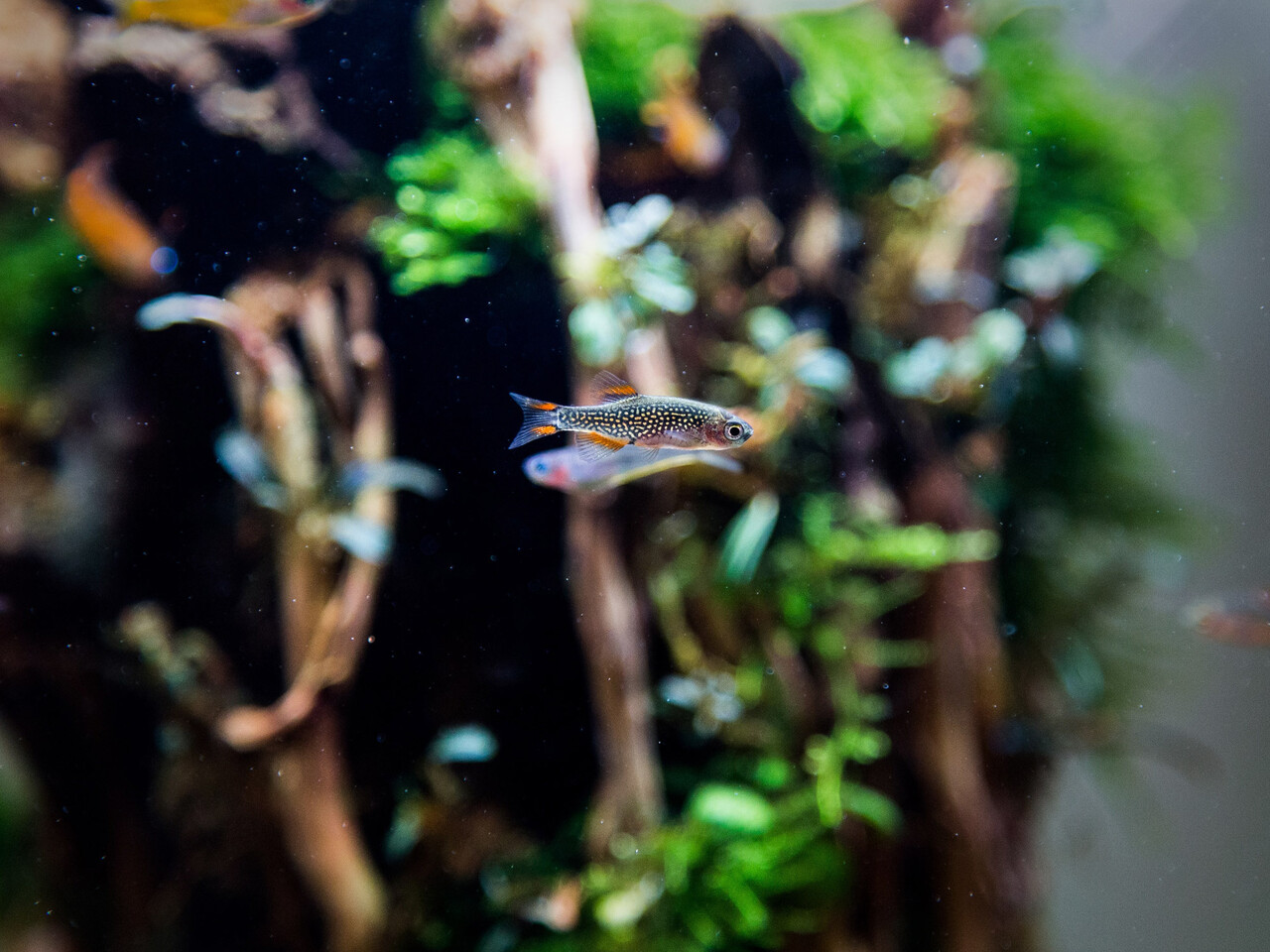 Superfish Aquarium Quadro 40 Pro Weiß Superfish Aquarium Quadro 40 Pro Weiß