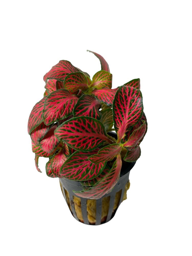 Plant Fittonia Albivenis Forest Flame Red Plant Fittonia Albivenis Forest Flame Red
