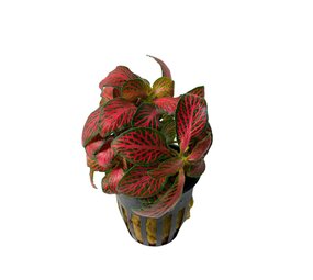 Plant Fittonia Albivenis Forest Flame Red Plant Fittonia Albivenis Forest Flame Red