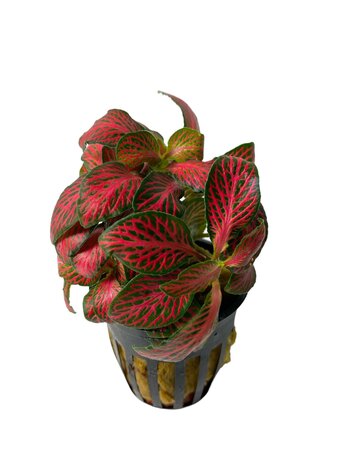 Plant Fittonia Albivenis Forest Flame Red Plant Fittonia Albivenis Forest Flame Red