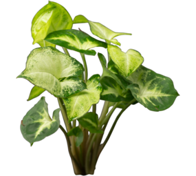 Plant Syngonium Podophyllum White Butterfly