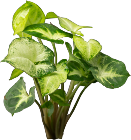 Plant Syngonium Podophyllum White Butterfly