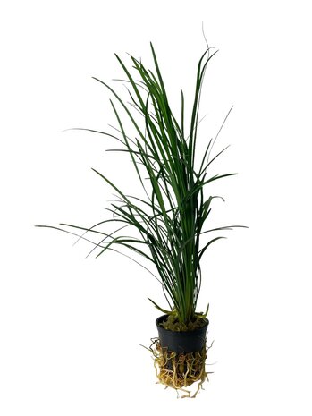 Wasserpflanze Ophiopogon Japonicus Special Wasserpflanze Ophiopogon Japonicus Special