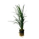 Wasserpflanze Ophiopogon Japonicus Special Wasserpflanze Ophiopogon Japonicus Special