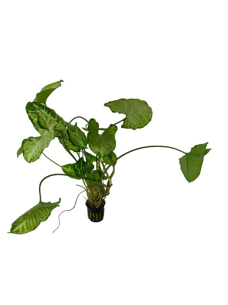 Plant Syngonium Podophyllum White Butterfly