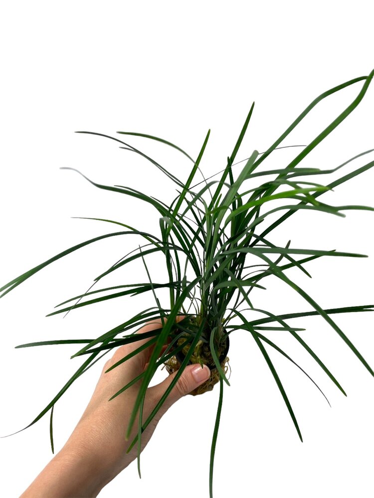 Wasserpflanze Ophiopogon Japonicus Special Wasserpflanze Ophiopogon Japonicus Special