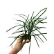 Wasserpflanze Ophiopogon Japonicus Special Wasserpflanze Ophiopogon Japonicus Special