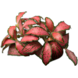 Plant Fittonia Albivenis Forest Flame Red Plant Fittonia Albivenis Forest Flame Red