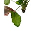 Plant Syngonium Podophyllum White Butterfly